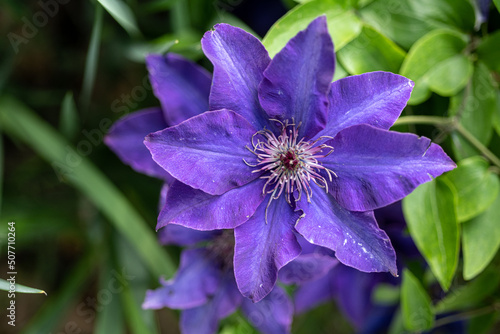 Clematis