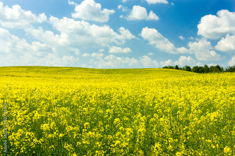 rapeseed field and sky rapeseed field and sky