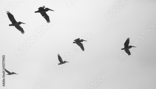 Vászonkép Silhouetted pelicans flying against a grey, cloudy sky
