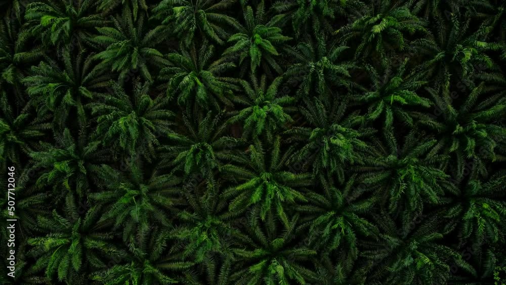 Aerial view Top-view Palm Oil Tree Plantation from above. Aerial HD birds eye view. Krabi, Thailand. Aerial view Top-view Palm Oil Tree Plantation from above. Aerial HD birds eye view. Krabi, Thailand.
