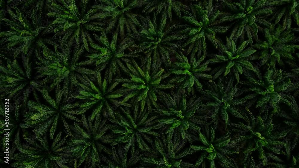 Aerial view Top-view Palm Oil Tree Plantation from above. Aerial HD birds eye view. Krabi, Thailand. Aerial view Top-view Palm Oil Tree Plantation from above. Aerial HD birds eye view. Krabi, Thailand.