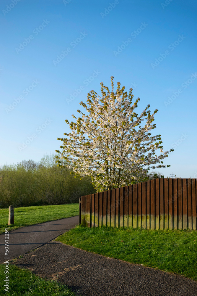 Flowering tree with wooden fence against a blue sky. Flowering tree with wooden fence against a blue sky.