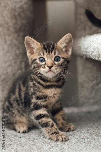 Cute bengal kitten sitting on a soft cat's shelf of a cat's house.