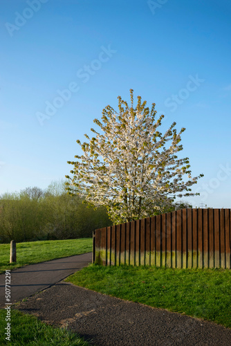 Flowering tree with wooden fence against a blue sky.