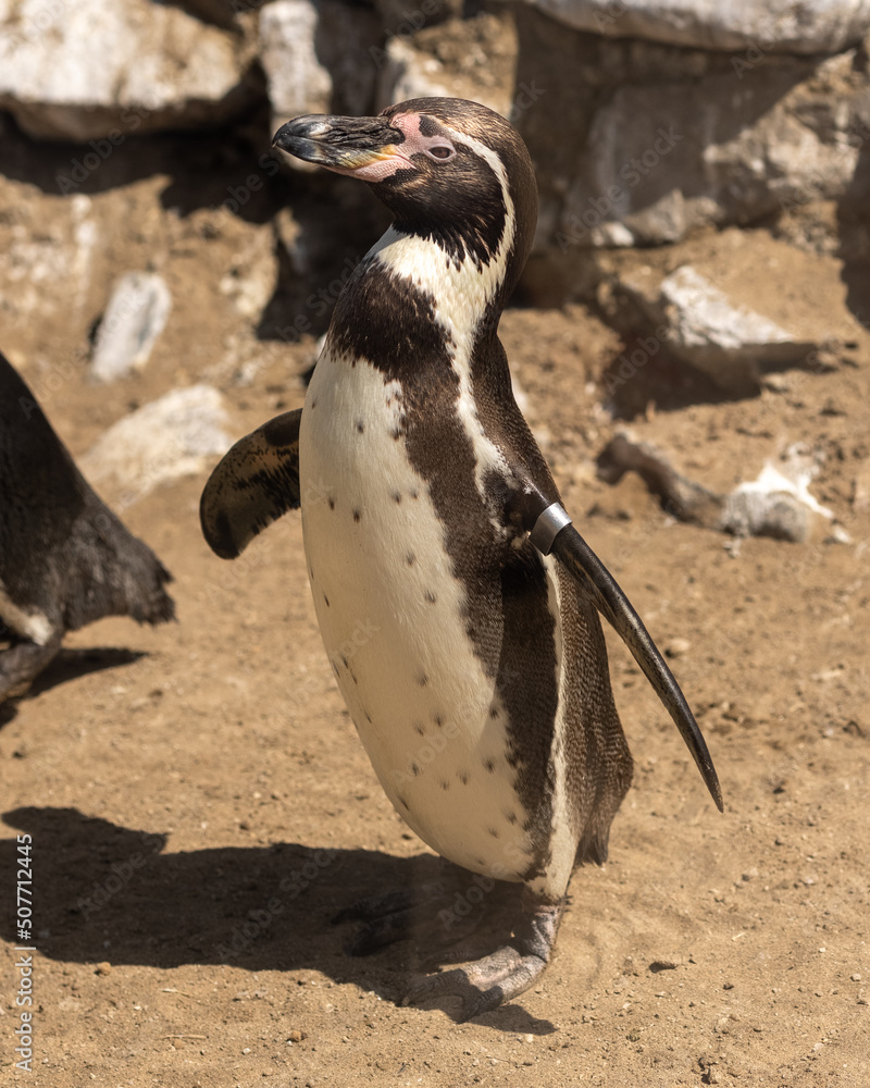Obraz premium penguin on the rocks