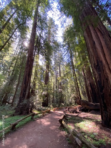 Springtime in a Redwood Forest