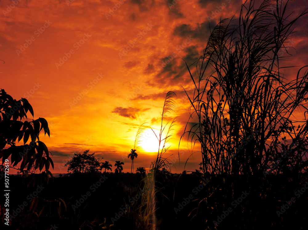 golden sunset with grass and bush