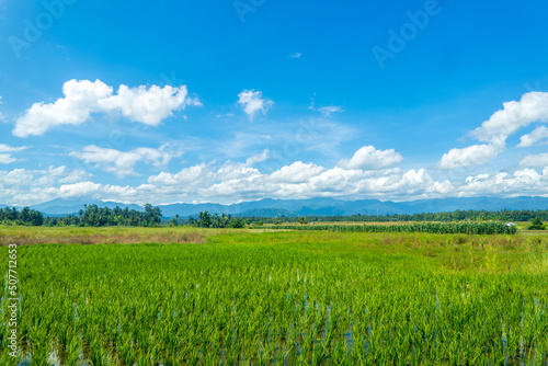 green field and blue sky