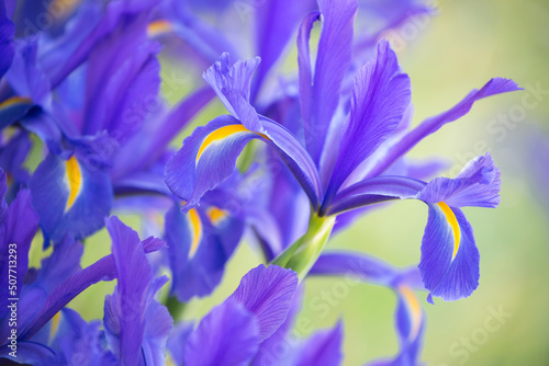 Closeup of beautiful, vibrant purple irises in springtime