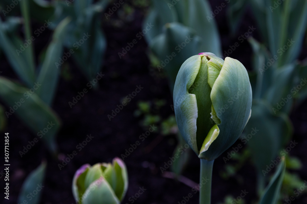 Rare green tulip Rare green tulip