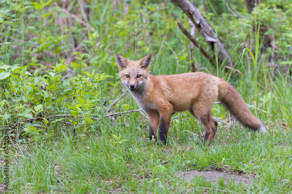 Cute red fox pup in early summer Cute red fox pup in early summer