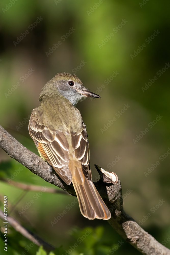 Fototapeta premium great crested flycatcher (Myiarchus crinitus) in spring