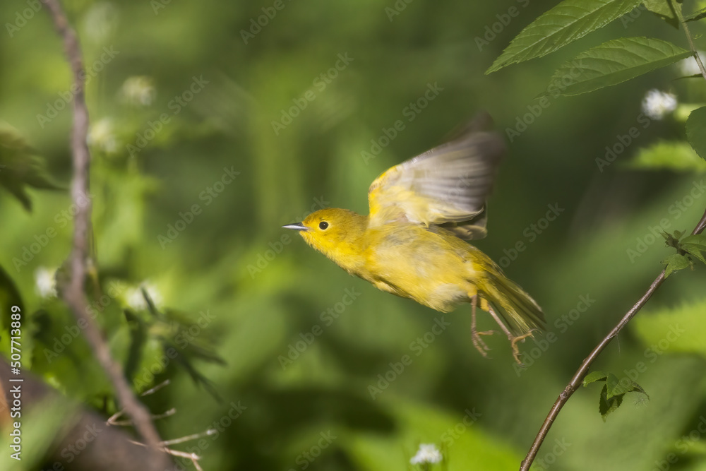 yellow warbler (Setophaga petechia) in spring yellow warbler (Setophaga petechia) in spring