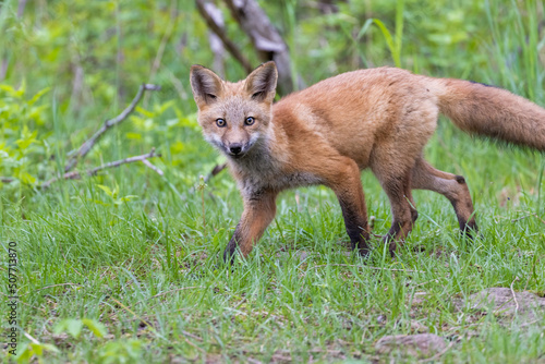 Cute red fox pup in early summer © Mircea Costina