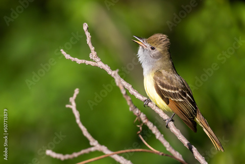 great crested flycatcher (Myiarchus crinitus) in spring