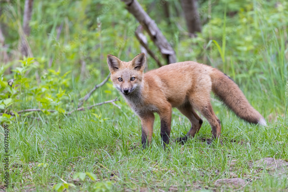 Cute red fox pup in early summer Cute red fox pup in early summer