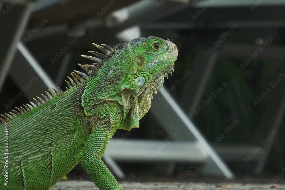 Obraz premium Green iguana 