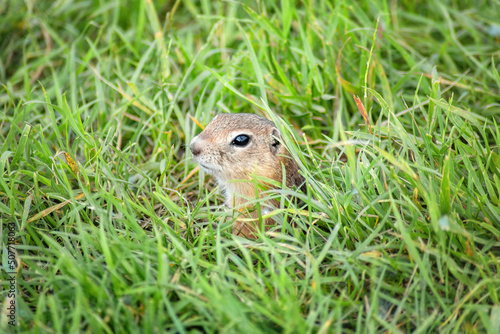 a cute little gopher peeks out of his hole