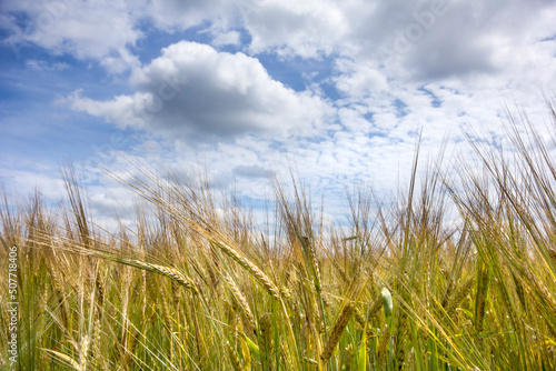 wheat field and blue sky