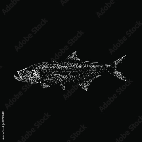 Tarpon hand drawing vector illustration isoated on black background photo