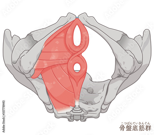 骨盤底筋群、骨盤の筋肉イラスト