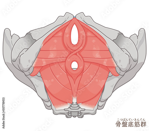 骨盤底筋群、骨盤の筋肉イラスト