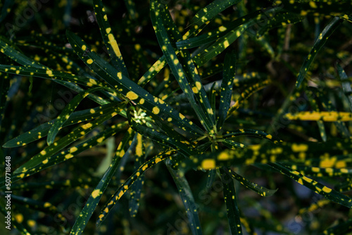 Codiaeum variegatum (fire croton, garden croton, or variegated croton)