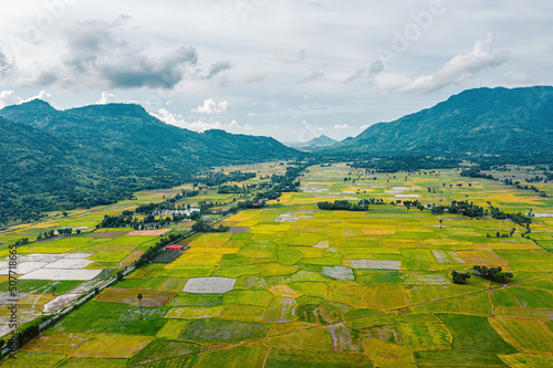 Aerial view of fresh green and yellow rice fields and palmyra trees in Mekong Delta, Tri Ton town, An Giang province, Vietnam. Ta Pa rice field. © CravenA