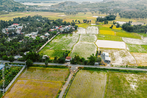 Aerial view of fresh green and yellow rice fields and palmyra trees in Mekong Delta, Tri Ton town, An Giang province, Vietnam. Ta Pa rice field. photo