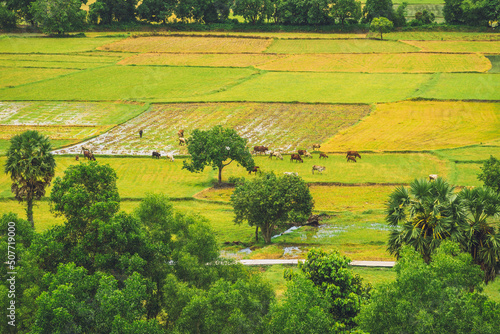 Aerial view of fresh green and yellow rice fields and palmyra trees in Mekong Delta, Tri Ton town, An Giang province, Vietnam. Ta Pa rice field. photo