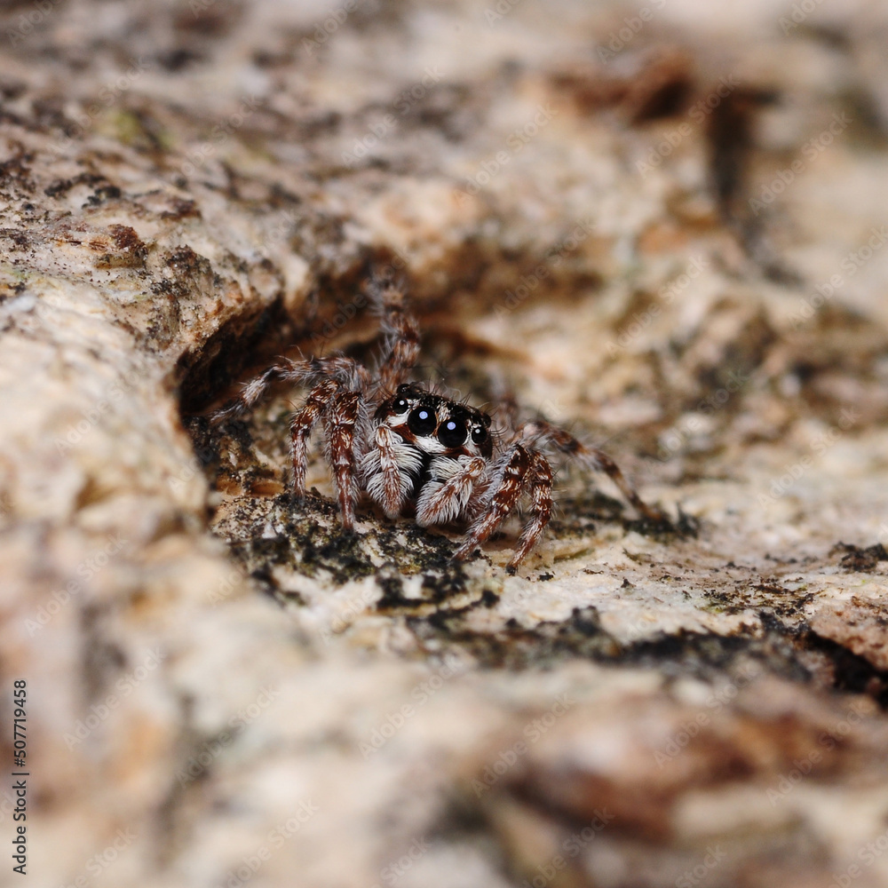 close up of jumper spider