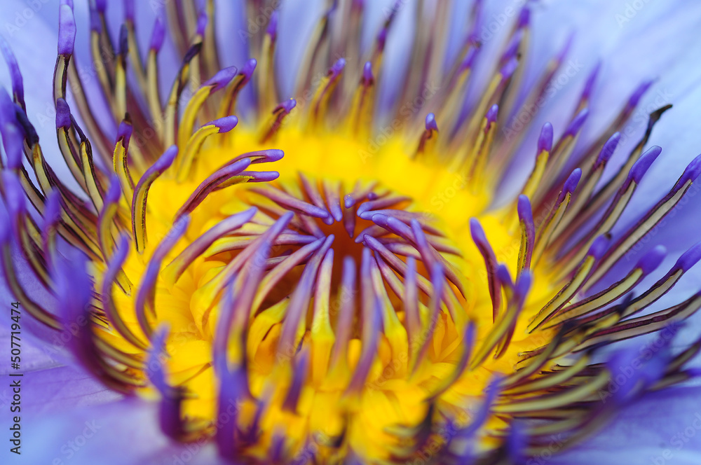 Obraz premium closeup beautiful water lily