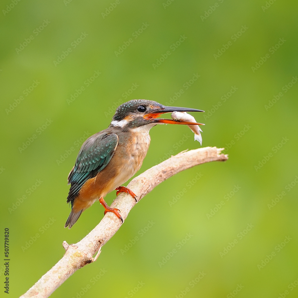 Common Kingfishe on a branch, in nature, in Thailand Common Kingfishe on a branch, in nature, in Thailand