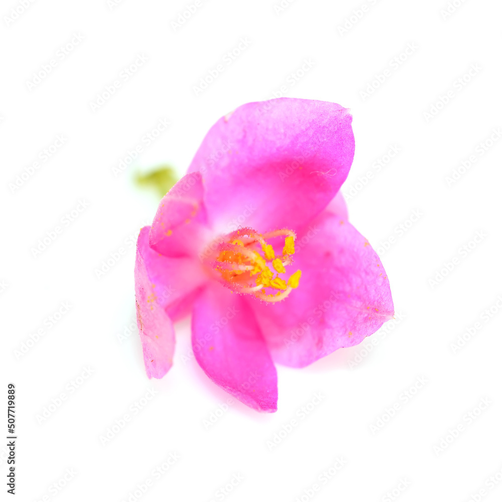 Colorful pink flower, Coral Vine (Antigonon leptopus) isolated on a white background
