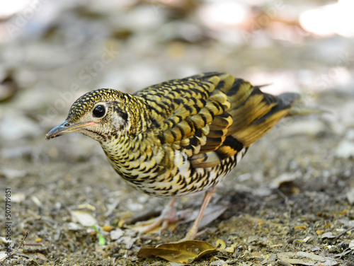 Common Scaly Thrush (Zoothera dauma), close up