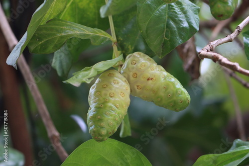 Canvas Print Morinda citrifolia is a fruit-bearing tree in the coffee family, Rubiaceae