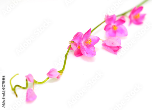 Colorful pink flower, Coral Vine (Antigonon leptopus) isolated on a white background photo