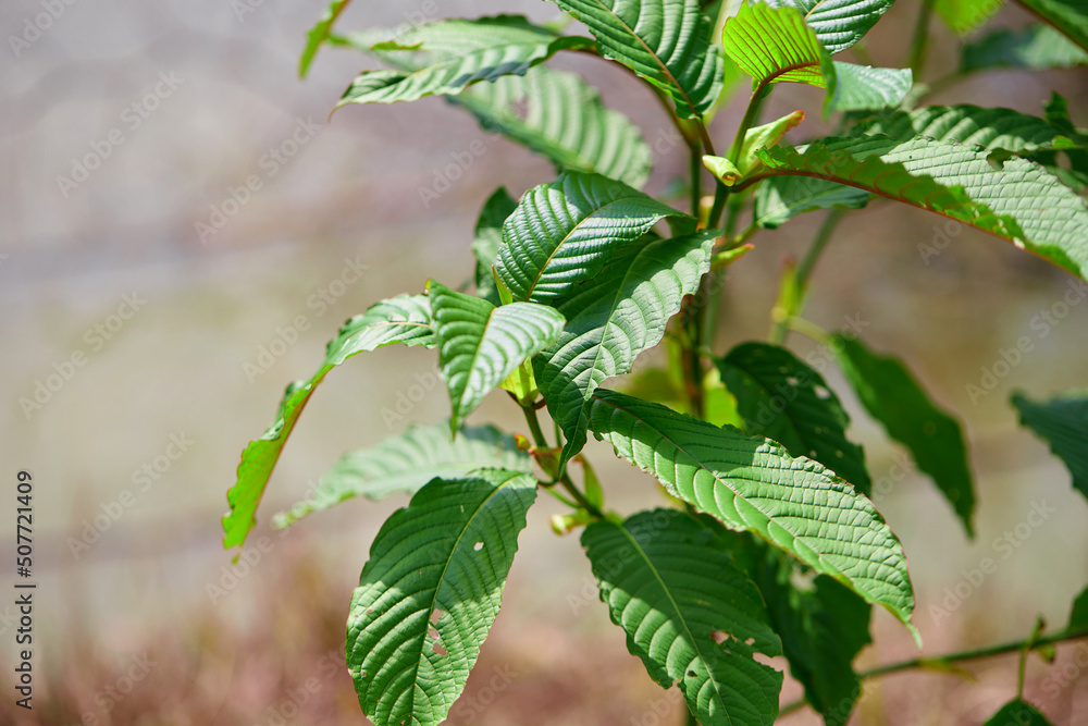close-up of Mitragyna speciosa or Kratom leaves growing in the plantation close-up of Mitragyna speciosa or Kratom leaves growing in the plantation