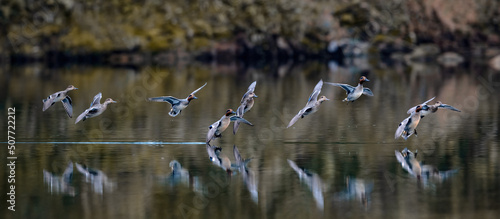 Chongqing QiHe reserve green wing duck flying on the green river