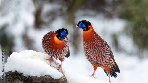 Chongqing mountain Wang Ping ecological protection zone in winter -two red tragopan standing on the snow