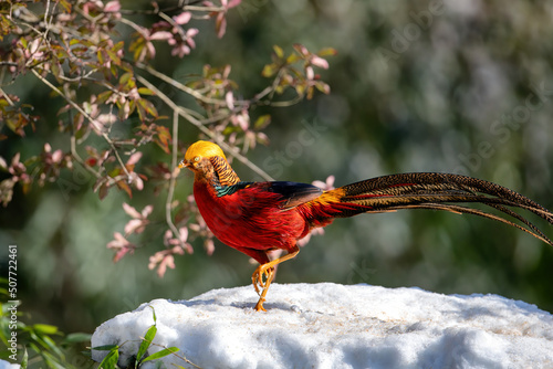 Chongqing shanwangping Ecological Reserve -- a red elegent chrysolophus pictus standing on the snow and under green plants photo
