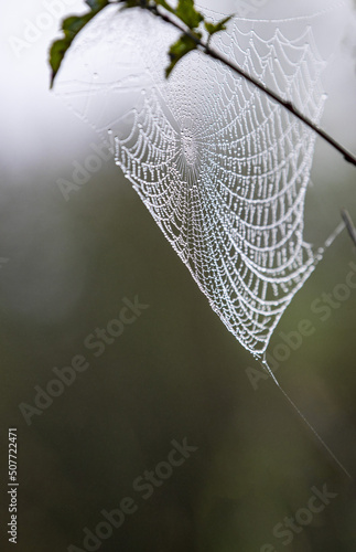 In the west of henan funiu shiny spider webs in the woods photo