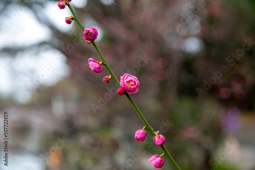 the close-up of a dark pink plum blossom in spring Spring Festival photo