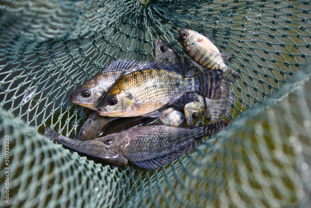 Tilapia can be caught in a net, Baby tilapia, tilapia fishbreeding and