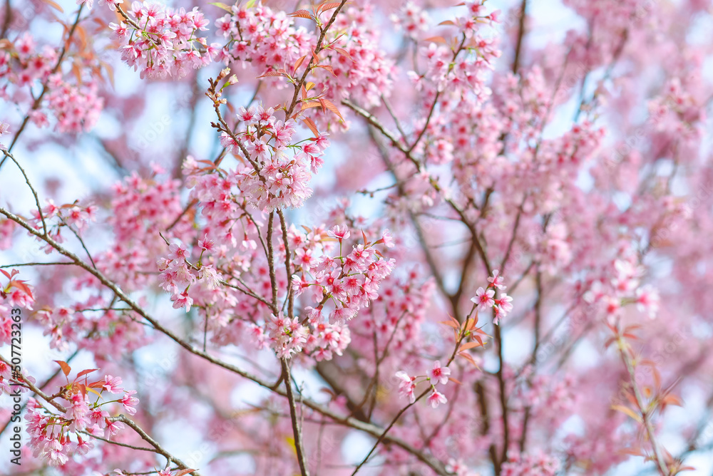Sour cherry, Prunus cerasoides, Winter-blooming Wild Himalayan Cherry flowers, Chiang Mai, Thailand. Sour cherry, Prunus cerasoides, Winter-blooming Wild Himalayan Cherry flowers, Chiang Mai, Thailand.