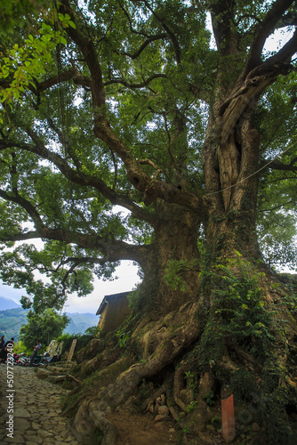 a old tree in SongYang an ancient village photo