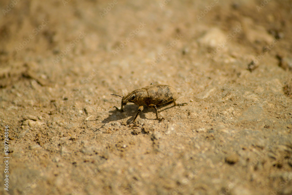 insect insect