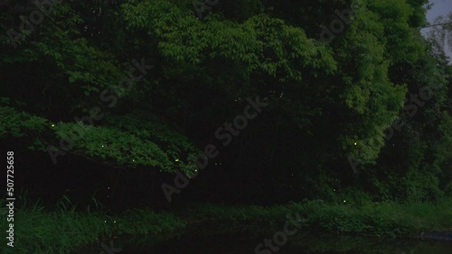 初夏に乱舞する沢山の蛍