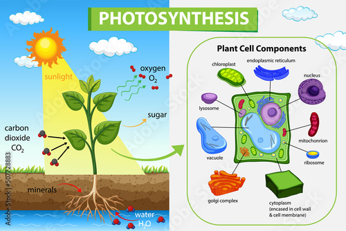 Photosynthesis diagram with plant and sunlight