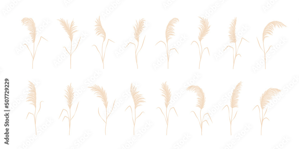 Set of pampas grass. Dry cortaderia in beige colors. Bohemian dried flowers. Vector illustration isolated on white background. Trendy element design for wedding invitations, postcards, home interior. Set of pampas grass. Dry cortaderia in beige colors. Bohemian dried flowers. Vector illustration isolated on white background. Trendy element design for wedding invitations, postcards, home interior.